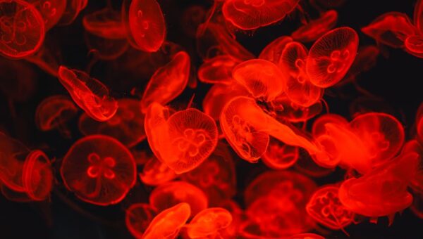 The Unseen World: Discovering the Hidden Wonders of Bioluminescent Wildlife in 2026