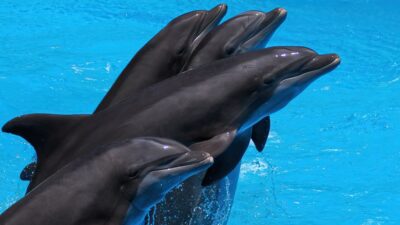 2026: The Year We Learned to Speak Dolphin – Unveiling the Language of the Sea