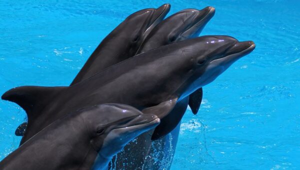 2026: The Year We Learned to Speak Dolphin – Unveiling the Language of the Sea