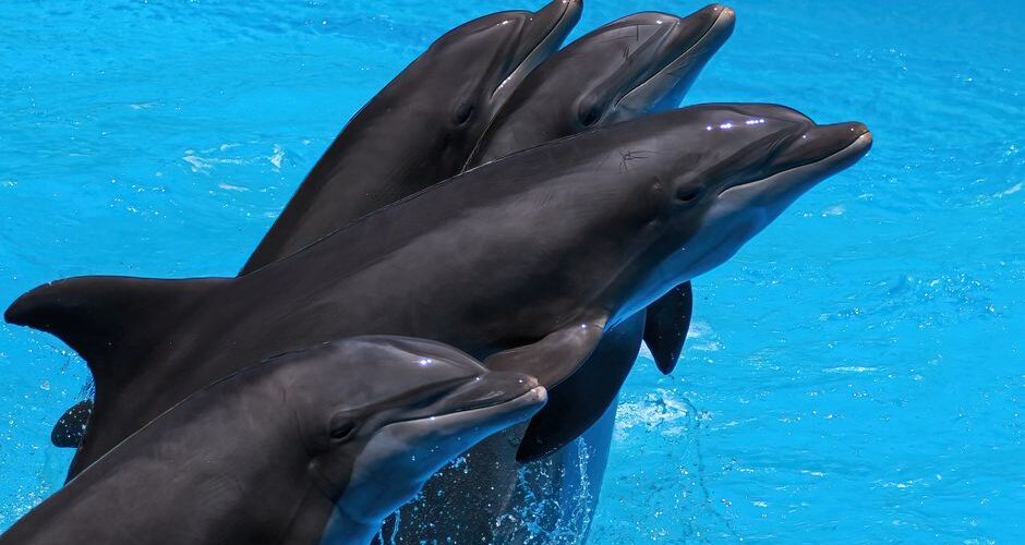 2026: The Year We Learned to Speak Dolphin – Unveiling the Language of the Sea