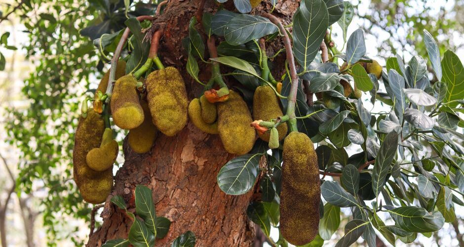 The 2026 Food Forest Revolution: How Urban Gardens Are Feeding Our Cities