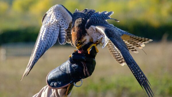 The Secret Lives of Urban Falcons: 2026’s Skybound Guardians