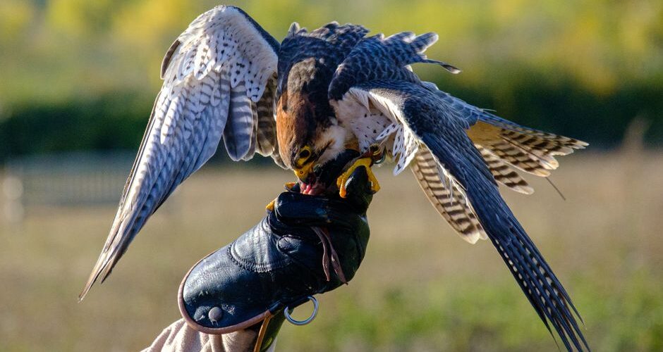 The Secret Lives of Urban Falcons: 2026’s Skybound Guardians