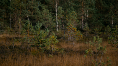 2026: How AI Rewilding is Restoring Nature and Transforming Landscapes
