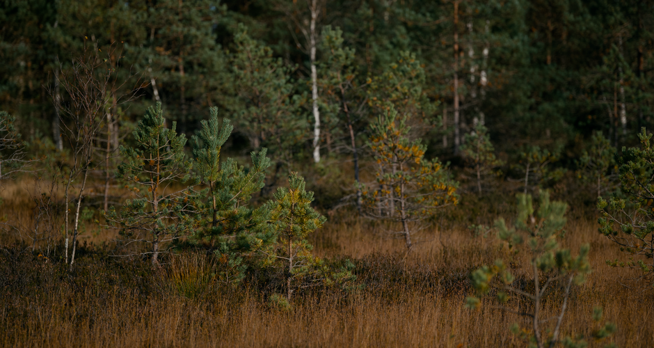 2026: How AI Rewilding is Restoring Nature and Transforming Landscapes